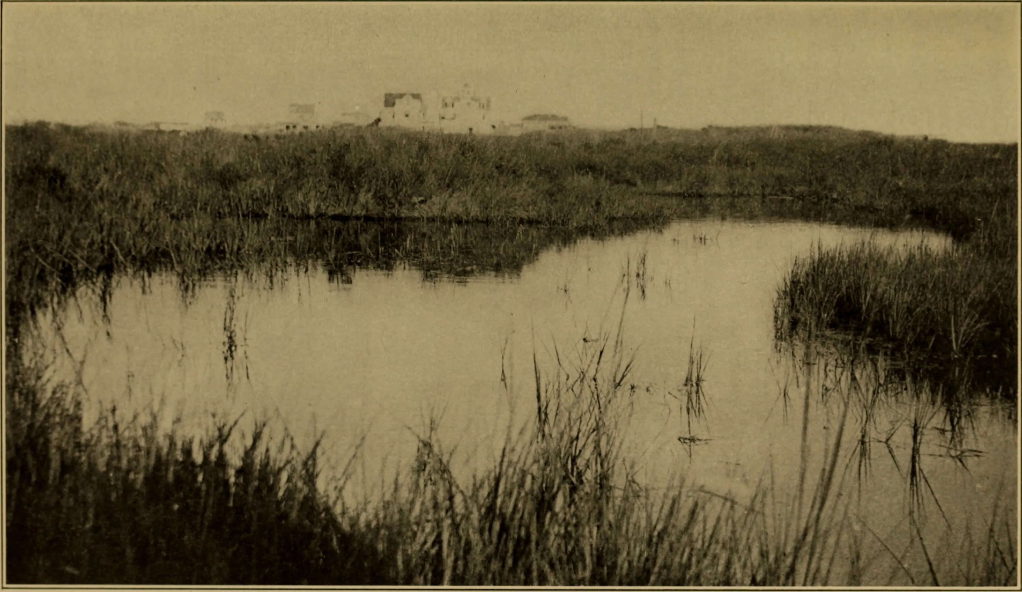 1901 Marsh Marsh