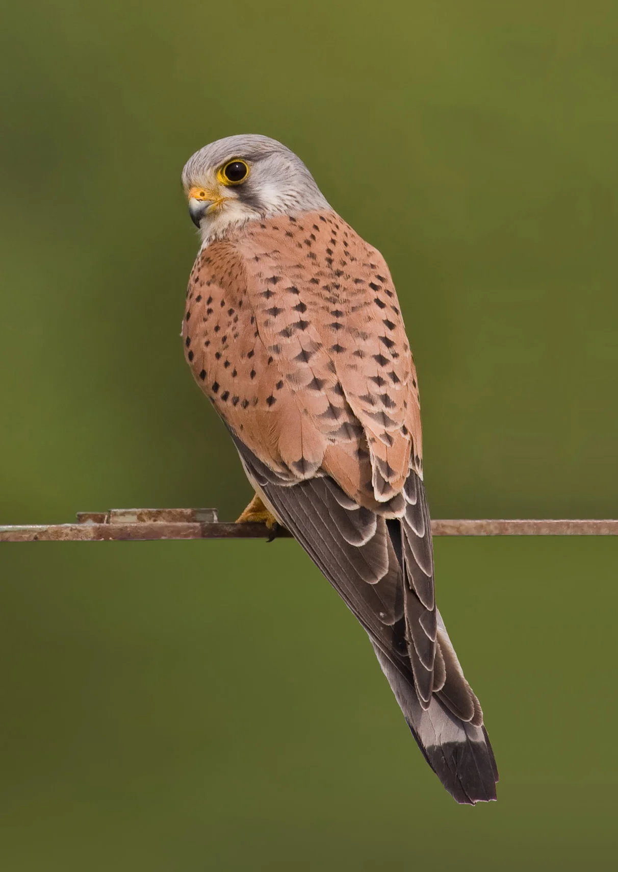 2010 Falcon Kestrel
