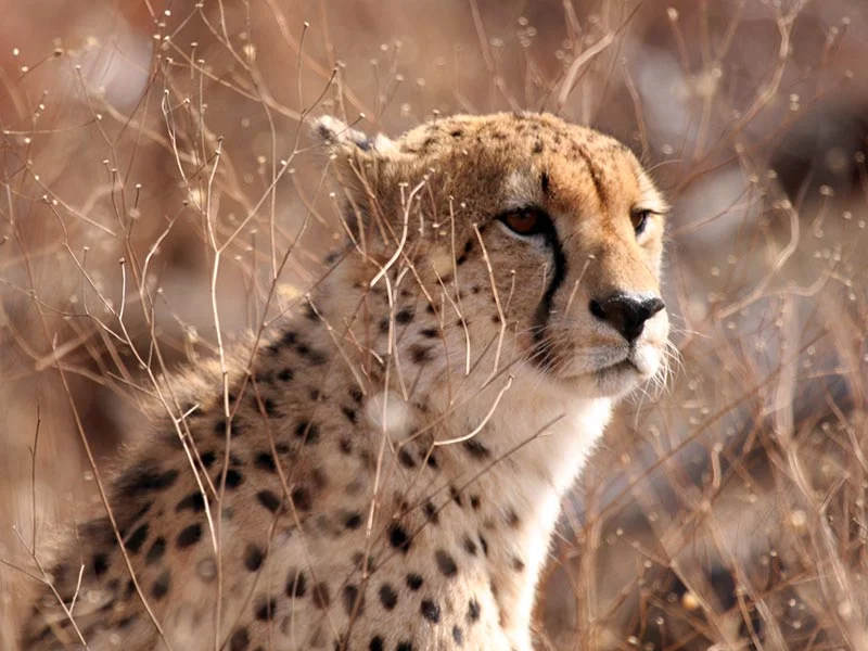 2013 Cheetah Ecotec