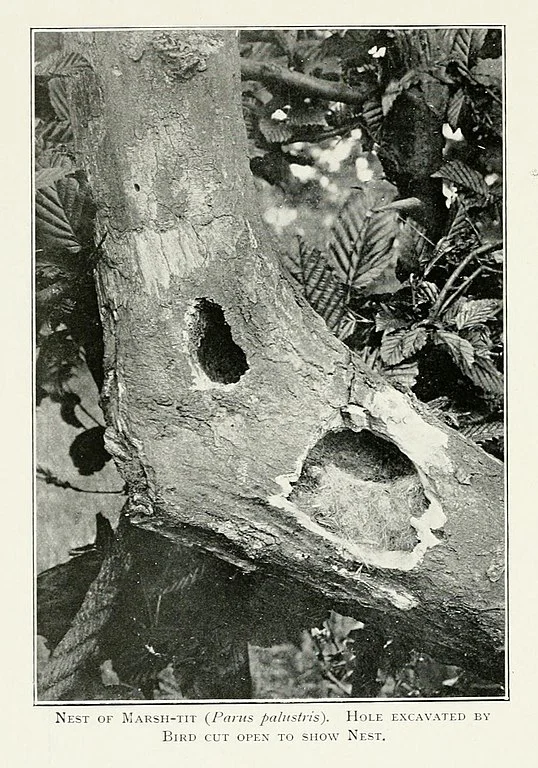 1903 Marsh Marsh