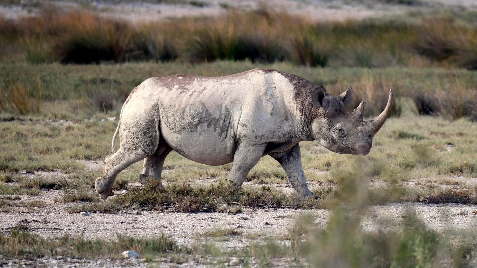 2019 Rhino Hunter S SLD-004